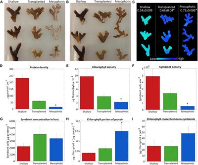 Energy Sources of the Depth-Generalist Mixotrophic Coral Stylophora pistillata